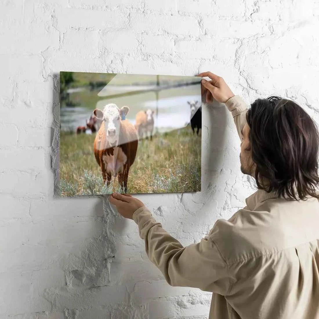 Poster métallique - Vache Hereford