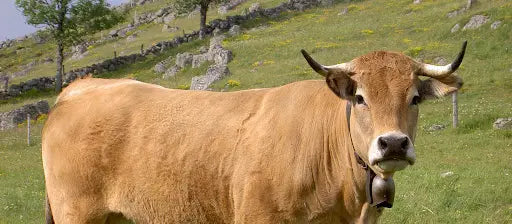 AUBRAC