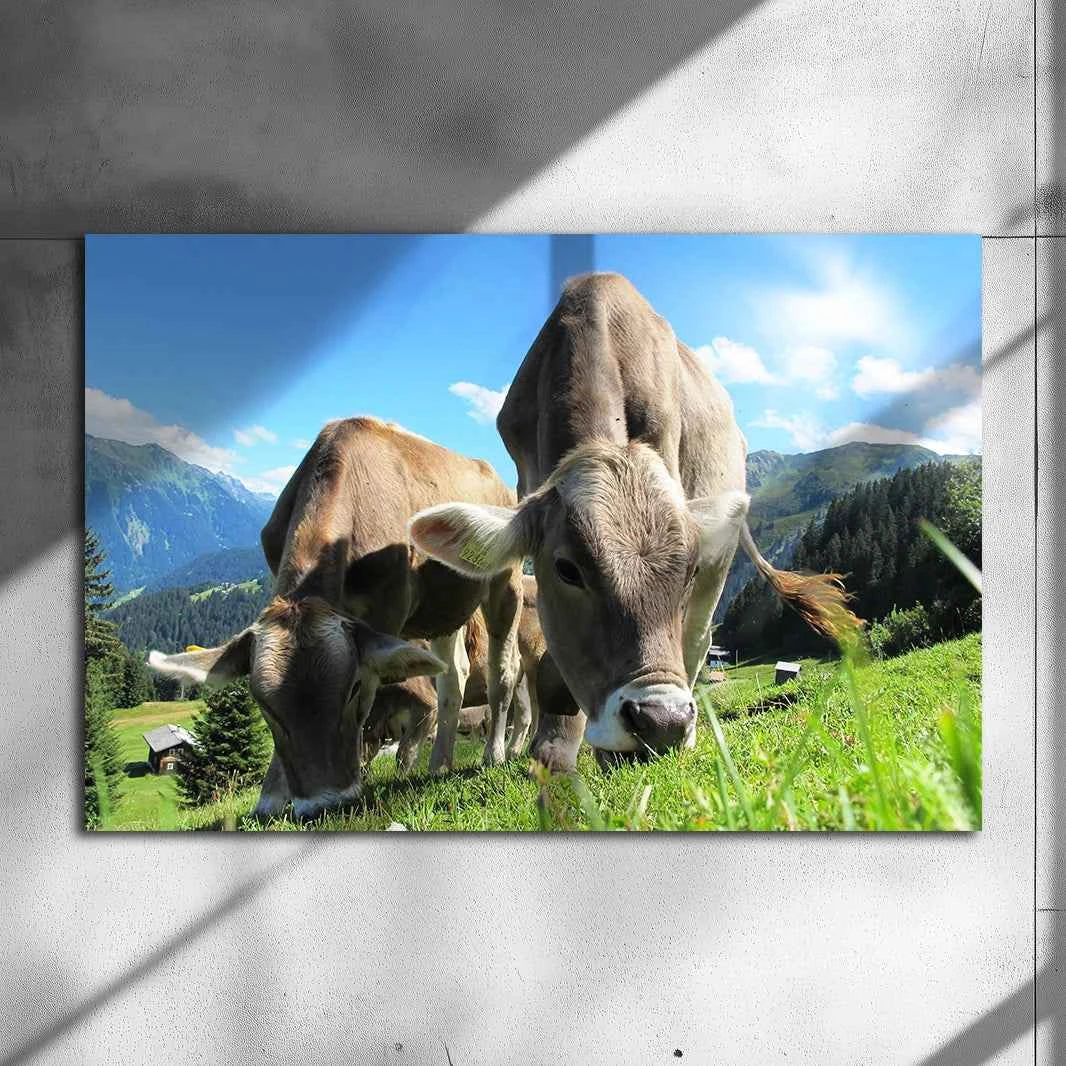 Poster Métallique Vache Brune des Alpes