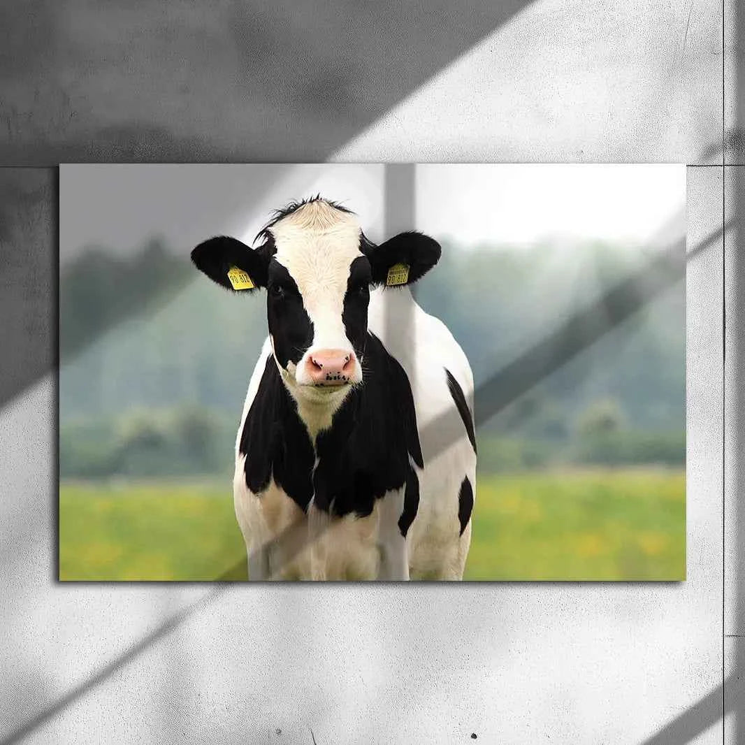Poster métallique - Vache Prim'Holstein