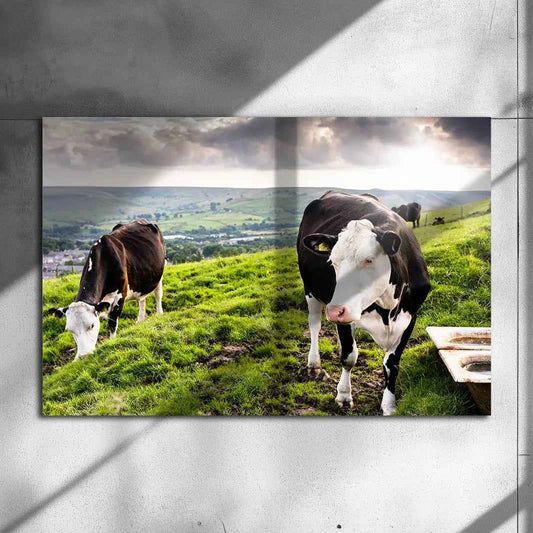 Poster métallique - Vaches Prim'Holstein