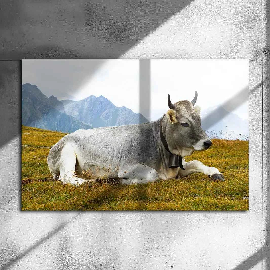 Poster métallique - Vache Grise des Alpes