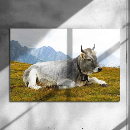 Poster métallique - Vache Grise des Alpes
