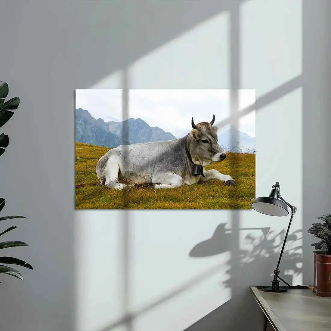 Poster métallique - Vache Grise des Alpes