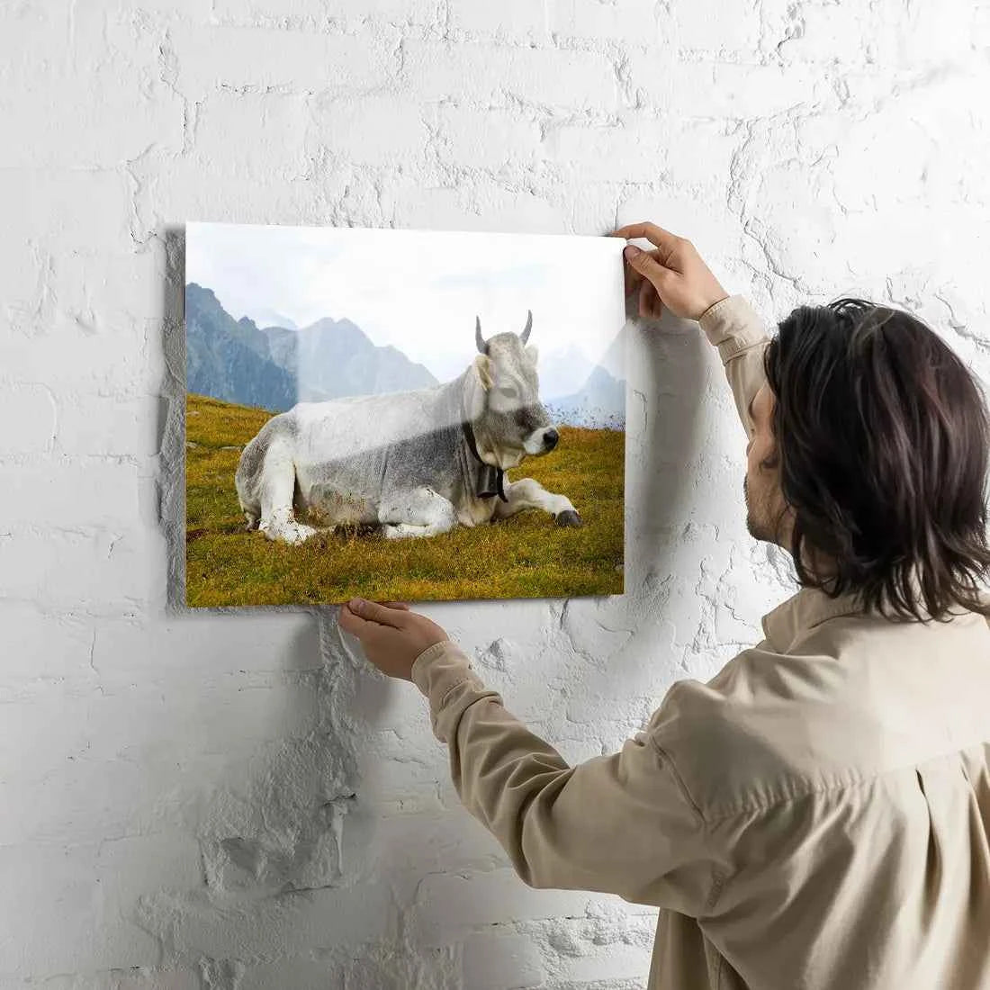 Poster métallique - Vache Grise des Alpes