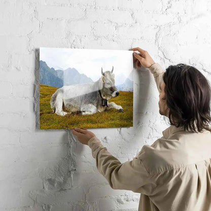 Poster métallique - Vache Grise des Alpes