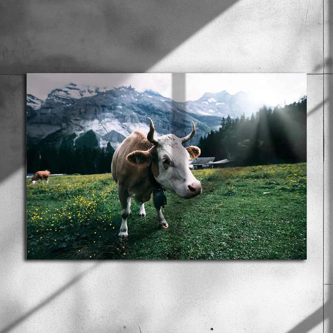 Poster métallique - Vache Simmental