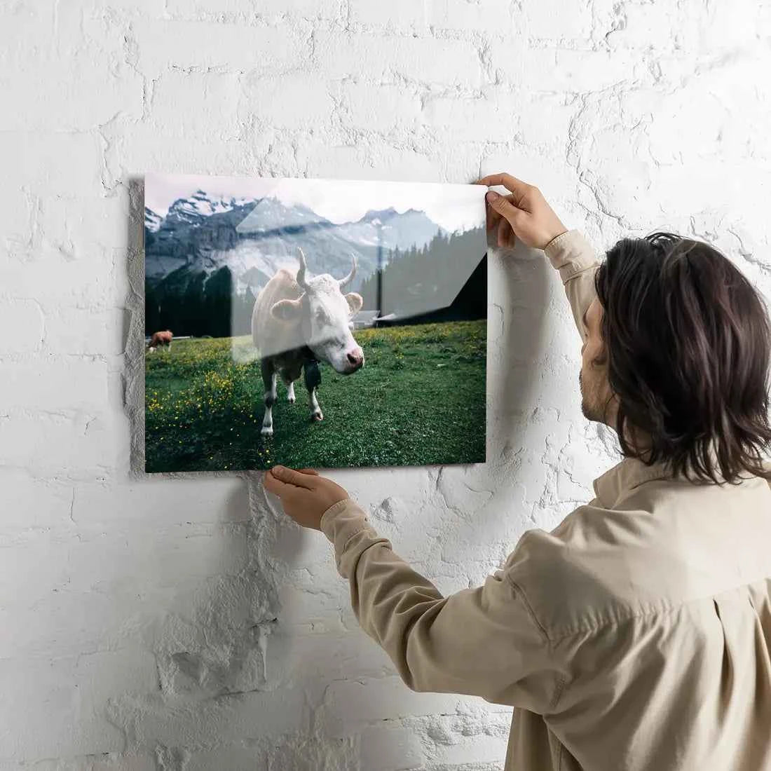 Poster métallique - Vache Simmental