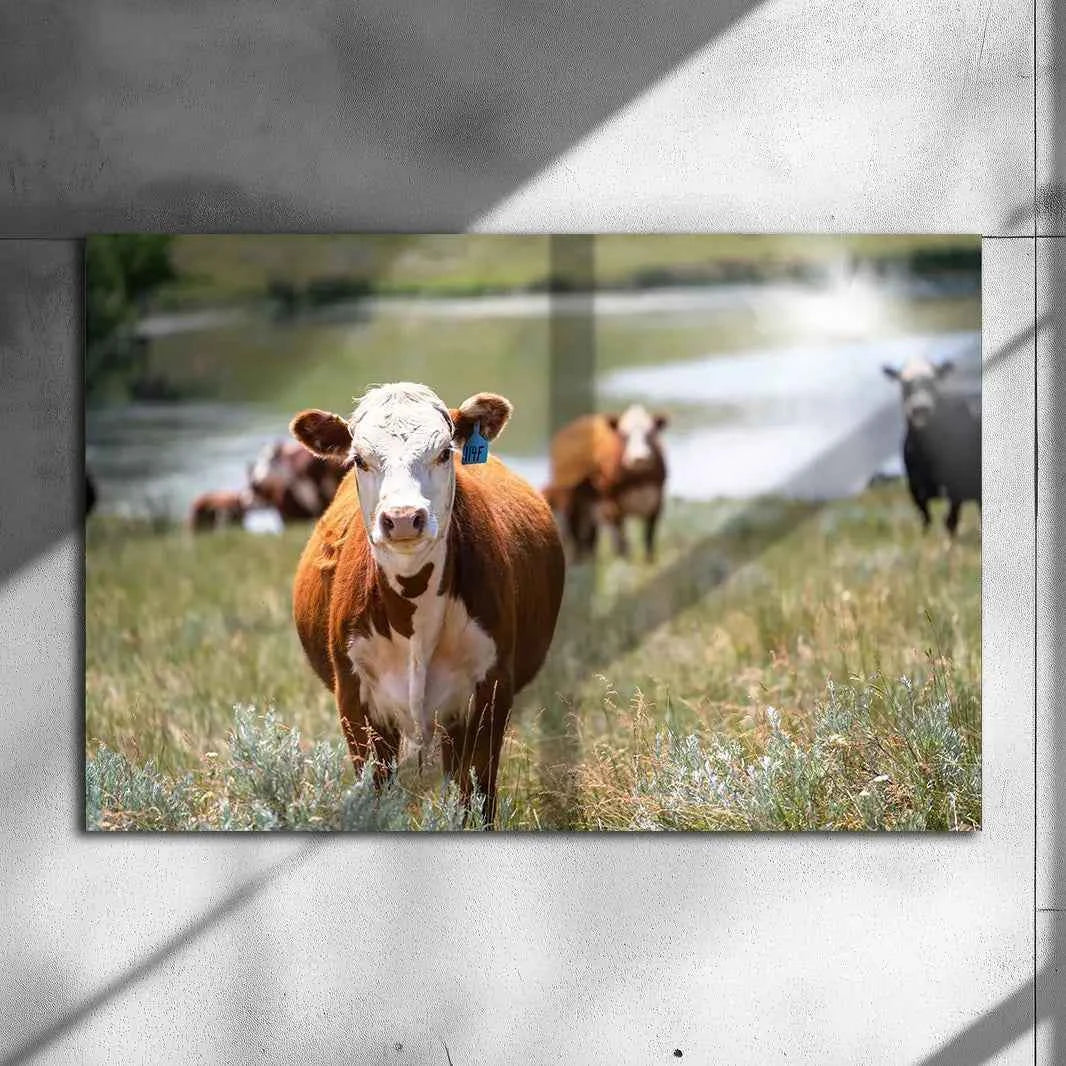 Poster métallique - Vache Hereford