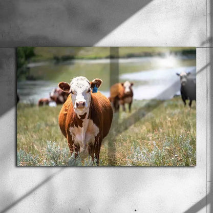 Poster métallique - Vache Hereford
