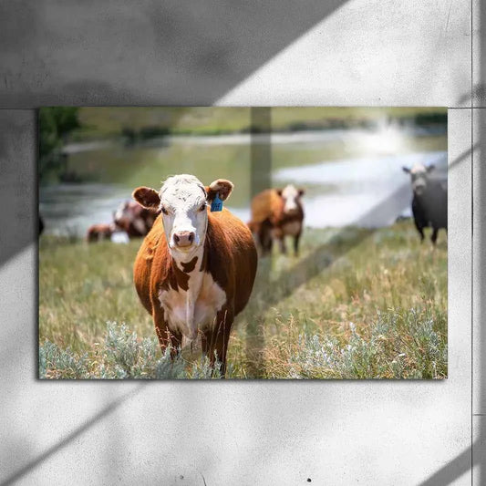 Poster métallique - Vache Hereford