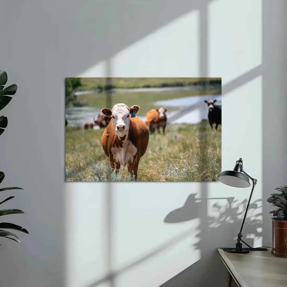 Poster métallique - Vache Hereford