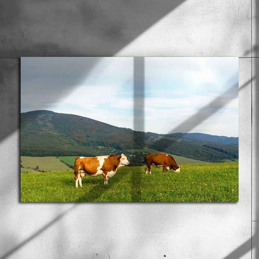 Poster métallique - Vaches Simmental